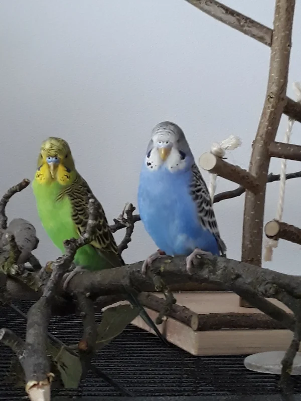Wellensittich-Bild: wer guckt denn da 