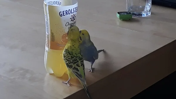 Wellensittich-Bild: Ob das wohl schmeckt??