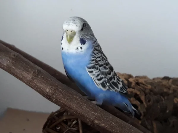Wellensittich-Bild: Zur Zeit geht es mir gut. Habe meine Federn wieder bekommen und ich freue mich soo