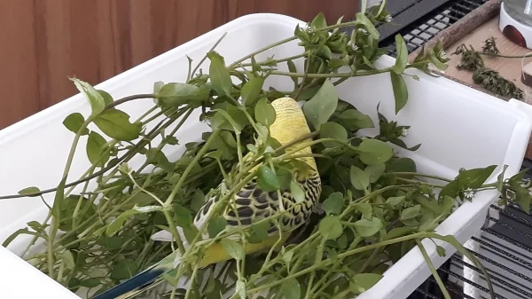 Wellensittich-Bild: Tweety will sich verstecken