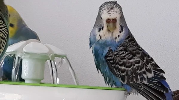 Wellensittich-Bild: Ach, ich bin ja gar kein Hund, nur ein Welli der gerade aus der Badewanne kommt.