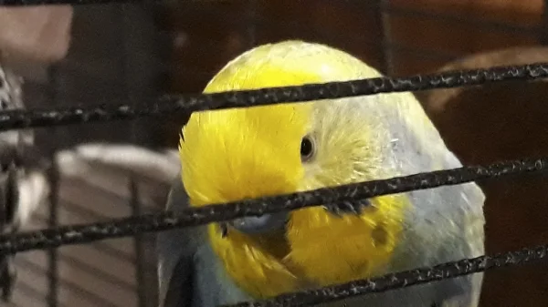 Wellensittich-Bild: Coco