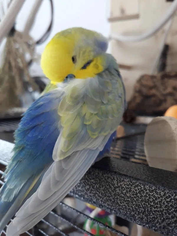 Wellensittich-Bild: Die drei wollen immer etwas von mir. Spiel mit mir. Gib mir was zu Essen. Wettkampf im Fliegen. Ich bin müde