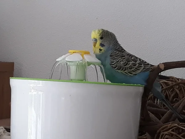 Wellensittich-Bild: Erst einmal eine Dusche nehmen. Manno, ist ja auch was von warm hier :)