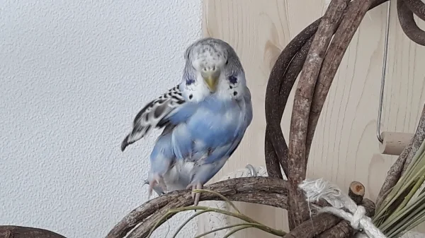 Wellensittich-Bild: Zeigt her eure Flügel.Ich kann ganz viel flattern und segel dann zu Boden