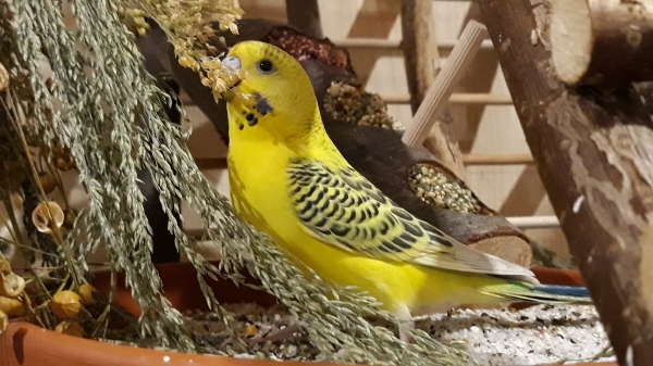 Tweety