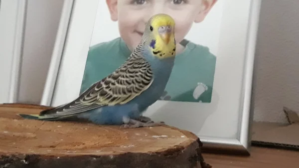 Wellensittich-Bild: Ich heisse Pete und bin neu hier
