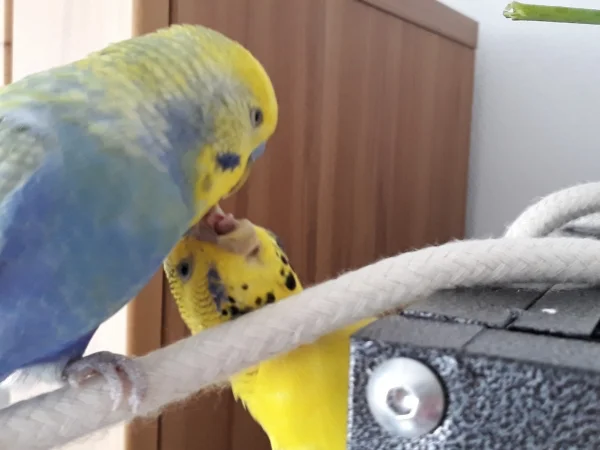 Wellensittich-Bild: Coco, gibts du mir was ab? Ich habe so einen großen Hunger.
