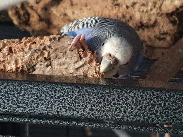 Wellensittich-Bild: Diese Korkröhre bekomme ich schon klein 