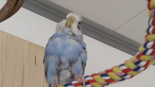 Wellensittich-Bild:  Ich bin eine Ente