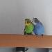 Fips und Yoyo 2