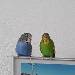 Fips und Yoyo