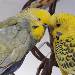 Coco und Tweety
