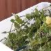 Ich verstecke mich