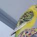 Tweety im Februar 2019