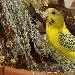 Tweety
