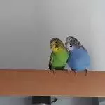 Fips und Yoyo 2