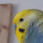 Unser lieber Coco