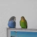 Fips und Yoyo