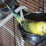 Tweety beim Essen