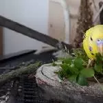 Vogelmiere mmmh