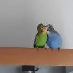 Soo Süß die beiden