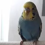 Ich hab nix getan