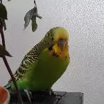 Yoyo im September 2018