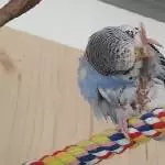 Ich bin gelenkig
