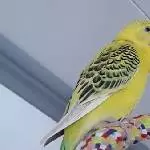 Tweety im Februar 2019