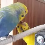 Habe Hunger