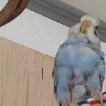 Ich kann wie eine Ente gucken