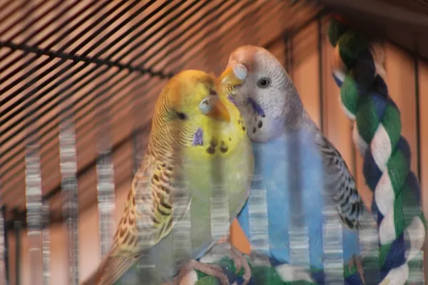 Wellensittich-Bild: Darf ich vorstellen :-)... Das sind Kiki & Chico. Sie sind seit 2 Wochen meine keinen Schützlinge. Sie haben viel durchgemacht in ihrem noch so kurzen Leben, doch mit Hilfe meiner Tierärztin und viel Liebe, Zuwendung und Einfühlungsvermögen, geht es ihnen schon sichtlich besser :-)... Diese Aufnahme ist von Heute Mittag und ich bin sehr glücklich sie so liebevoll beobachten zu können :-)
Kiki lässt sich ganz zart von Chico putzen und sie machen dabei ganz leise Geräusche,..

Kiki hat sich die ersten Tage immer zu Chico gesetzt und ist dann ganz nah zu ihm gekuschelt. Chico ist jünger als sie und ihm fehlen die hinteren Schwanzfedern, was ihn hindert weiter zu fliegen:-( So hüpft er mehr durch den großzügigen Käfig. Auch litt er an starkem Durchfall, doch den haben wir jetzt ganz gut in Griff. Ich hoffe sehr das die Beiden sich gut eingewöhnen und sie all den Stess bald vergessen haben und sie eines Tages zutraulich werden.
Es grüßen Euch Eure NEUEN Mittglieder Kiki-Chico- und Silvia Antonia