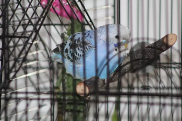 Wellensittich-Bild: Chico kam vor genau 2 Wochen , zusammen mit Kiki zu mir. Chico hat keine ausgebioldeten Schwanzfedern, litt unter starkem Durchfall und nun noch Milben. Doch durch intensive Tierarztbehandlung ist ER auf dem Weg der Besserung.