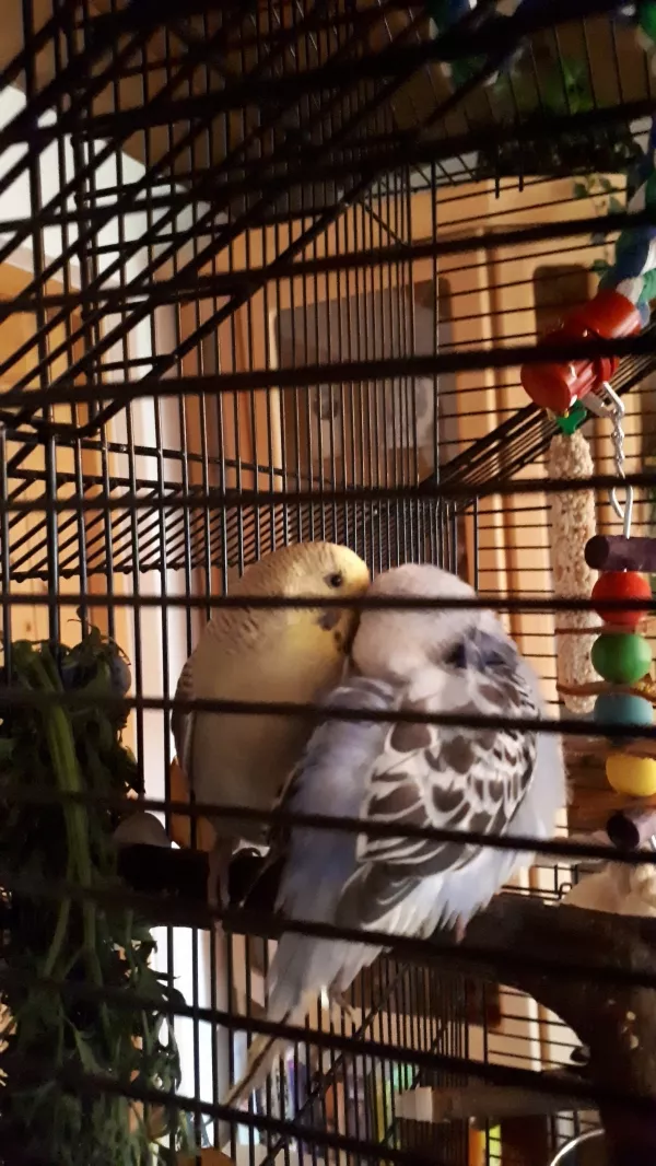 Wellensittich-Bild: So schmusen meine beiden neuen WG Partner Chico und Kiki