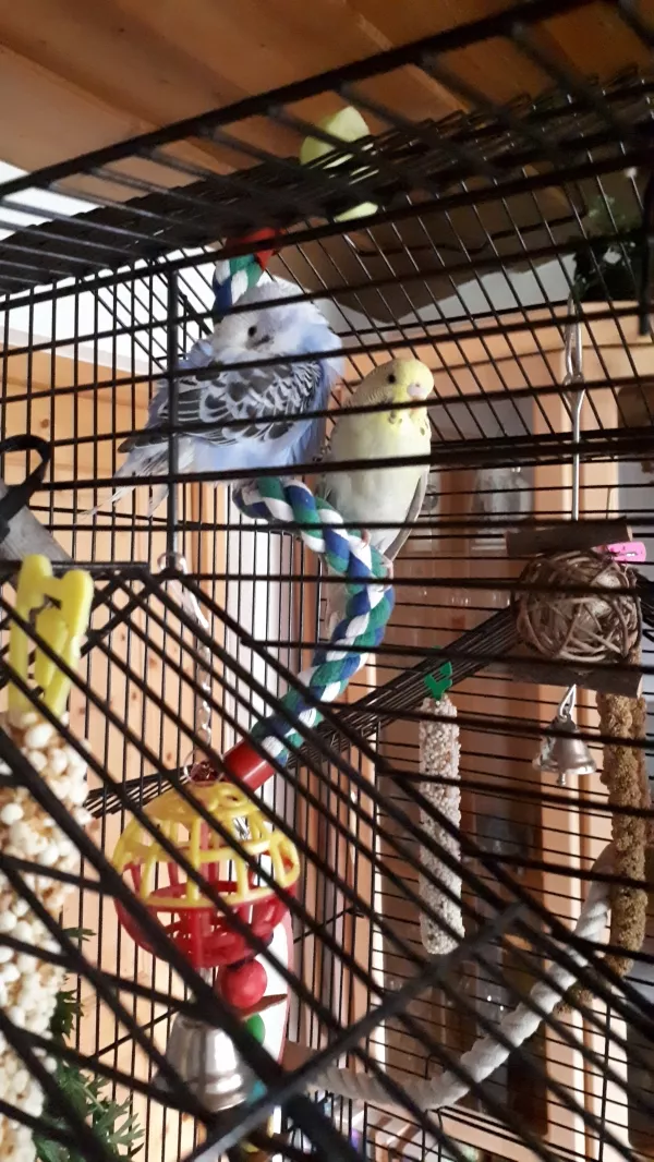 Wellensittich-Bild: Das war in den ersten Tagen Chicos Schlafhaltung :-)
Mittlerweile kuscheln sich die Beiden ganz eng aneinander. Es ist so schön das zu sehen...
