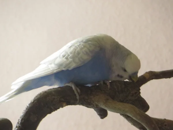 Wellensittich-Bild: Noa nagt eifrig und schält den neuen Ast gleich mal :)