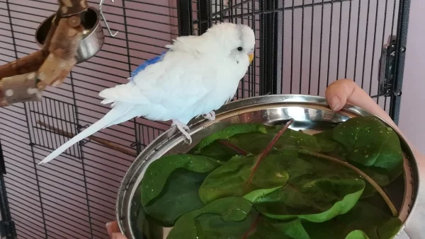 Wellensittich-Bild: Unser kleiner Schneemann Merlin nimmt ein erfrischendes Spinat-Bad.