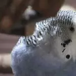 Mein Engel