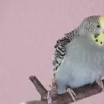 Plusterbäckchen Luna