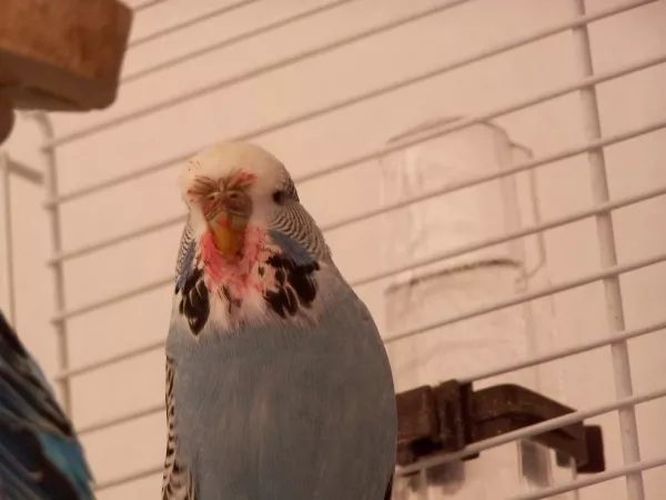Wellensittich-Bild: Offensichtlich hat Lucy die Erdbeere geschmeckt