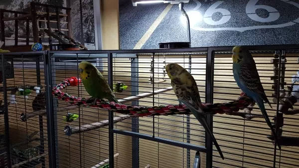 Wellensittich-Bild: Lucky, Bella und Coco kurz vorm Abflug