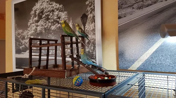 Wellensittich-Bild: Ich bin der Hahn im Korb