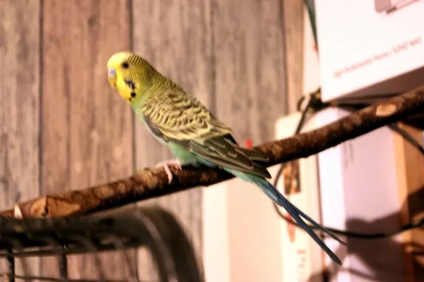 Wellensittich-Bild: Petrie erkundet seine neue Heimat.