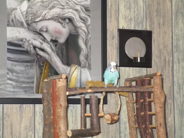 Wellensittich-Bild: Leo sitzt auf seinem Spielplatz und guckt sich die neue Umgegung an.