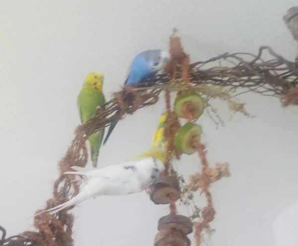 Wellensittich-Bild: Nach dem er 10 Min. wie ein verrückter hin und her lief, hat er den Spagat gewagt 