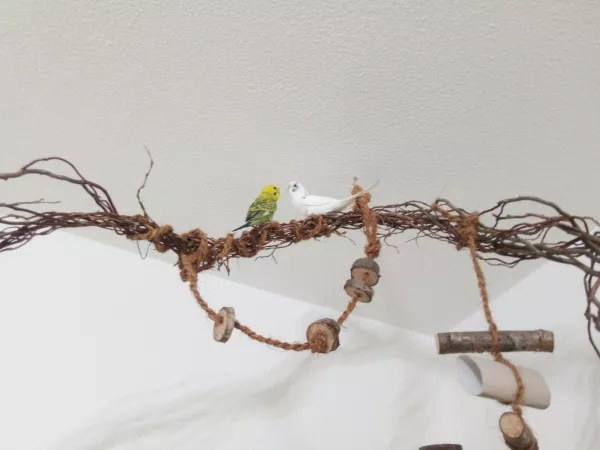 Wellensittich-Bild: Der erste Freiflug und gleich beim ersten mal den Spielplatz gefunden und ist auch schon der Lieblingsplatz geworden.
