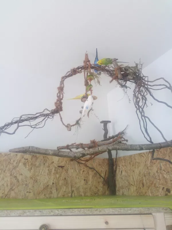 Wellensittich-Bild: Alle vier beisammen und und sie verstehen sich auf Anhieb ich denke der Zuwachs tat Gismo und Groot sehr gut in dem Gismo sogar als Anführer der Truppe hervorgeht das merkt man sehr gut wenn Gismo zu Bett geht und nicht eher vom käfigeingang rein geht bis er alle rein gepfiffen hat.