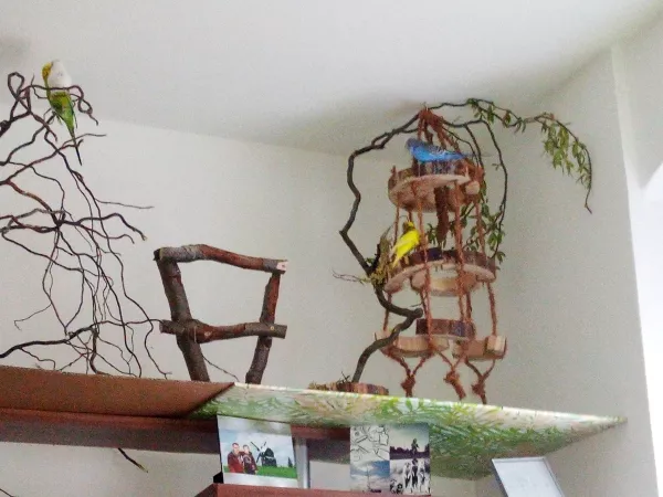Wellensittich-Bild: Rechts seht ihr meinen neuen Spielplatz den ich den kleinen gebaut habe und Überfall kann man leckerlies verstecken 
