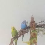 Blue einer unserer  Neuankömmlinge